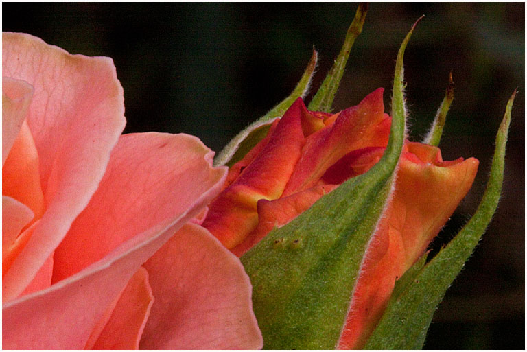 Rose & Bud No 1 PRES s